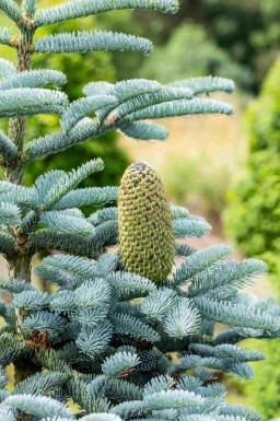 Sapin bleu Abies procera 'Glauca' arbuste Abies procera 'Glauca' arbuste