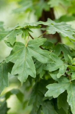 Érable champêtre Acer campestre arbuste Acer campestre