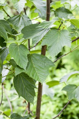 Érable du japon Acer capillipes arbuste Acer capillipes arbuste