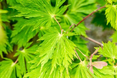 Érable du japon Acer japonicum 'Aconitifolium' arbuste Acer japonicum 'Aconitifolium' arbuste
