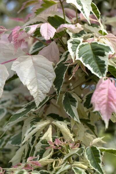 Acer negundo 'Flamingo' arbuste 80-100 cm