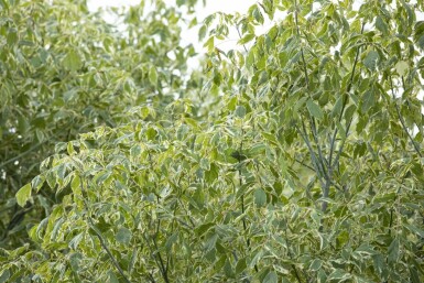 Érable à feuilles de frêne Acer negundo 'Variegatum' arbuste Acer negundo 'Variegatum' arbuste