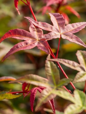 Erable japonais Acer palmatum 'Beni Maiko' arbuste Acer palmatum 'Beni Maiko' arbuste