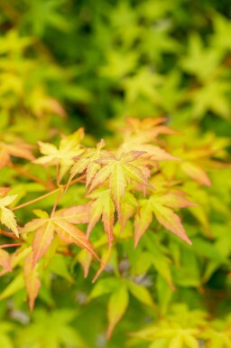 Érable du japon Acer palmatum 'Bi Hoo' arbuste Acer palmatum 'Bi Hoo' arbuste
