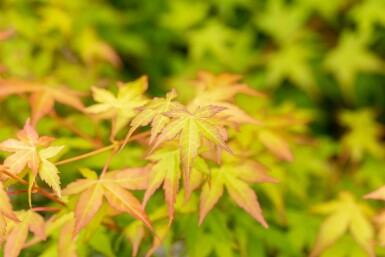 Érable du japon Acer palmatum 'Bi Hoo' arbuste Acer palmatum 'Bi Hoo' arbuste