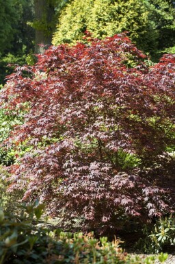Érable du japon Acer palmatum 'Bloodgood' arbuste Acer palmatum 'Bloodgood' arbuste