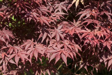 Érable du japon Acer palmatum 'Bloodgood' arbuste Acer palmatum 'Bloodgood' arbuste