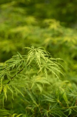 Erable du japon Acer palmatum 'Dissectum' arbuste Acer palmatum 'Dissectum' arbuste