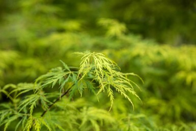 Acer palmatum 'Dissectum' arbuste 80-100 cm