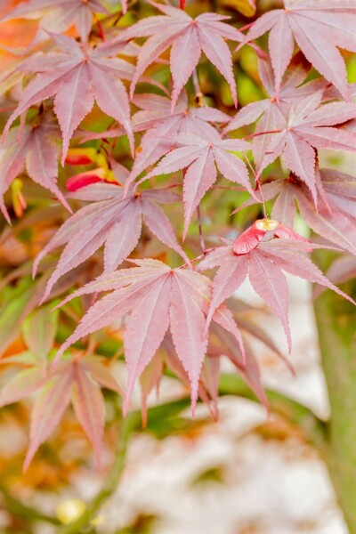 Acer palmatum 'Fireglow' arbuste 125-150 cm