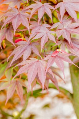 Érable du japon Acer palmatum 'Fireglow' arbuste Acer palmatum 'Fireglow' arbuste