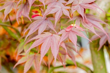 Érable du japon Acer palmatum 'Fireglow' arbuste Acer palmatum 'Fireglow' arbuste