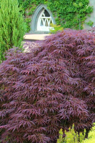 Acer palmatum 'Garnet' arbuste 80-100 cm