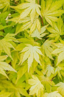 Érable du japon Acer palmatum 'Orange Dream' arbuste Acer palmatum 'Orange Dream'