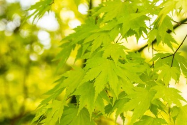Érable du japon Acer palmatum 'Orange Dream' arbuste Acer palmatum 'Orange Dream'