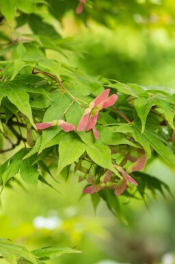 Érable du japon Acer palmatum 'Osakazuki' arbuste Acer palmatum 'Osakazuki'