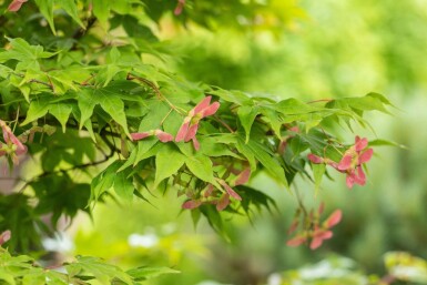 Érable du japon Acer palmatum 'Osakazuki' arbuste Acer palmatum 'Osakazuki'