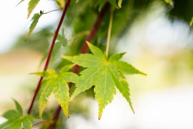 Acer palmatum 'Osakazuki' arbuste 30-40 cm