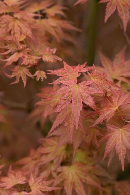 Érable du japon Acer palmatum 'Phoenix' arbuste Acer palmatum 'Phoenix'