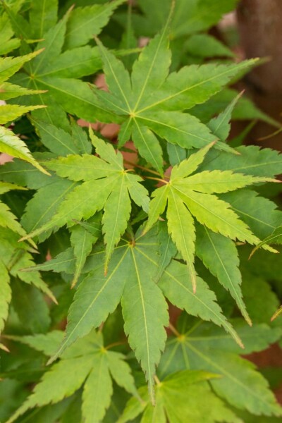 Acer palmatum 'Sangokaku' arbuste 150-175 cm
