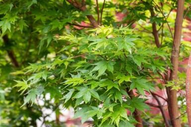 Acer palmatum 'Sangokaku' arbuste 150-175 cm