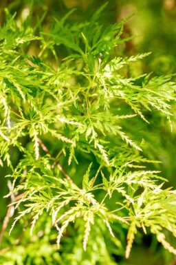 Érable du japon Acer palmatum 'Seiryu' arbuste Acer palmatum 'Seiryu'