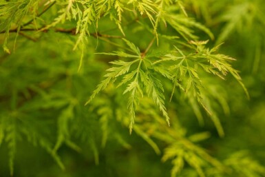 Érable du japon Acer palmatum 'Seiryu' arbuste Acer palmatum 'Seiryu'