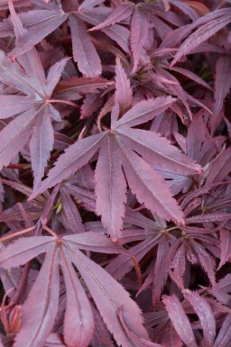Érable du japon Acer palmatum 'Shaina' arbuste Acer palmatum 'Shaina'