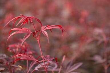 Érable du japon Acer palmatum 'Shaina' arbuste Acer palmatum 'Shaina'