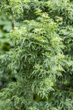 Érable du japon Acer palmatum 'Shishigashira' arbuste Acer palmatum 'Shishigashira'