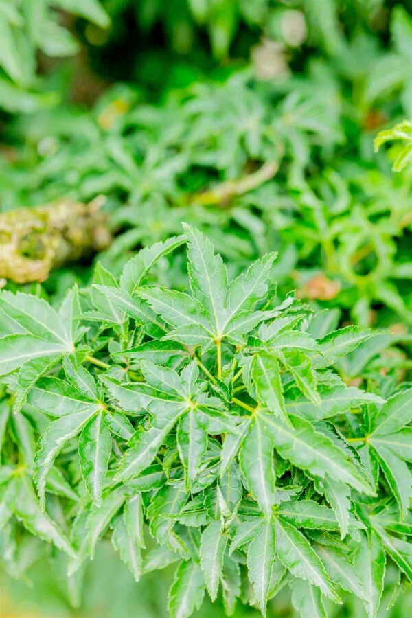 Érable du japon Acer palmatum 'Shishigashira' arbuste Acer palmatum 'Shishigashira' arbuste