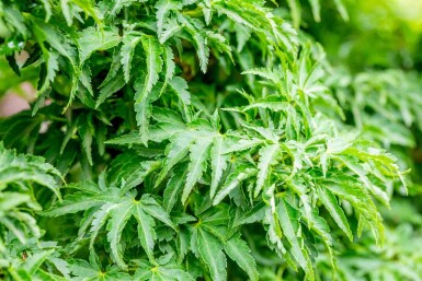 Érable du japon Acer palmatum 'Shishigashira' arbuste Acer palmatum 'Shishigashira' arbuste