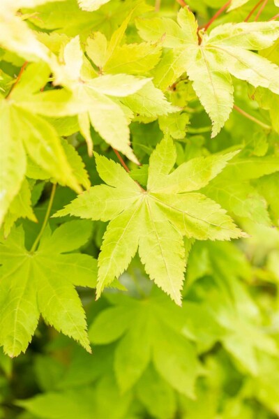 Acer palmatum 'Summer Gold' arbuste 80-100 cm