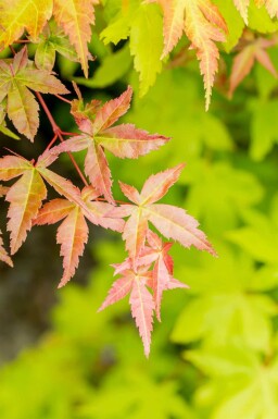 Acer palmatum 'Summer Gold' arbuste 80-100 cm