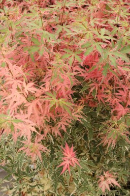 Érable du japon Acer palmatum 'Taylor' arbuste Acer palmatum 'Taylor'