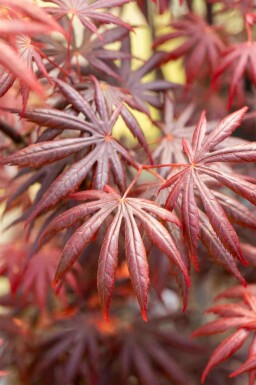 Érable du japon Acer palmatum 'Trompenburg' arbuste Acer palmatum 'Trompenburg'