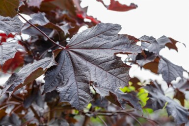 Acer platanoides 'Crimson Sentry'