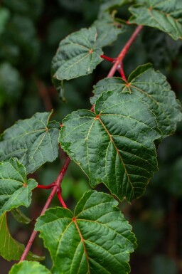 Érable à peau rugueuse Acer rufinerve arbuste Acer rufinerve arbuste