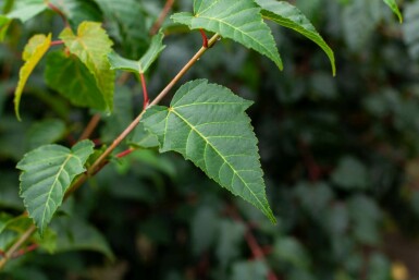 Érable à peau rugueuse Acer rufinerve arbuste Acer rufinerve arbuste