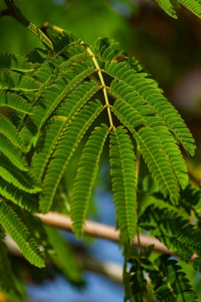 Albizia julibrissin 'Ombrella' arbuste 175-200 cm
