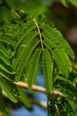 Arbre de soie Albizia julibrissin 'Ombrella' arbuste Albizia julibrissin 'Ombrella'
