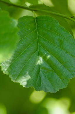 Aune Alnus glutinosa arbuste Alnus glutinosa arbuste
