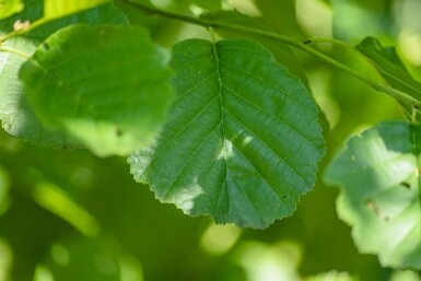 Aune Alnus glutinosa arbuste Alnus glutinosa arbuste