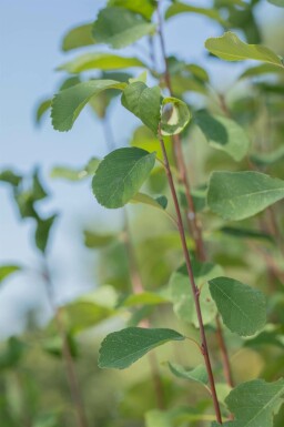 Amélanchier Amelanchier alnifolia 'Obelisk' arbuste Amelanchier alnifolia 'Obelisk' arbuste