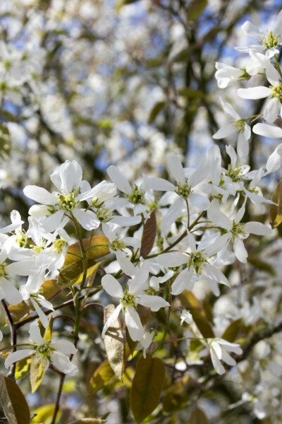 Amelanchier spicata arbuste 80-100 cm
