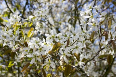 Amélanchier Amelanchier spicata arbuste Amelanchier spicata arbuste