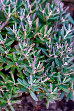 Andromeda polifolia 'Blue Ice'