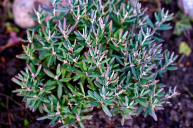 Andromeda polifolia 'Blue Ice'