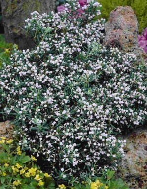 Andromeda polifolia 'Compacta'