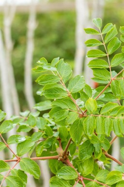 Aralie Aralia elata arbuste Aralia elata arbuste